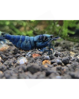 Caridina logemanni - Blue Bolt Deep - Top (Elev. 
