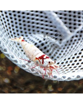 Crystal Red - Pure Red Line - Mosura (Elev. 