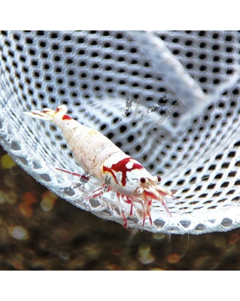 Crystal Red - Pure Red Line - Mosura (Elev. 