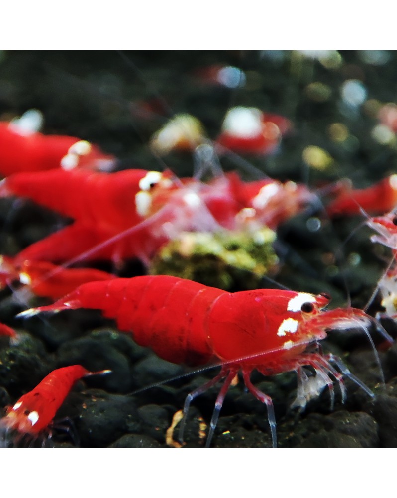 Caridina logemanni - Super Crystal Red - Top Qualité (Elev.