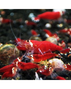 Caridina logemanni - Super Crystal Red - Top Qualité (Elev.
