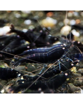 Caridina mariae - Black Tiger Orange Eyes - BT0 (Elev. 