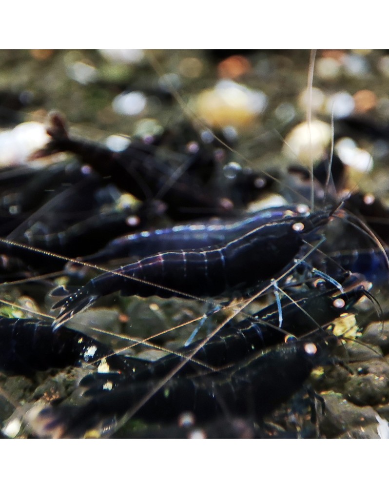 Caridina mariae - Black Tiger Orange Eyes - BT0 (Elev. 