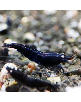 Caridina mariae - Black Tiger Orange Eyes - BT0 (Elev. 