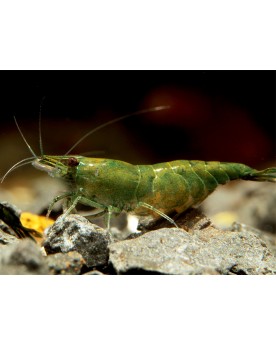 Neocaridina davidi - Green Jade (Elev. 