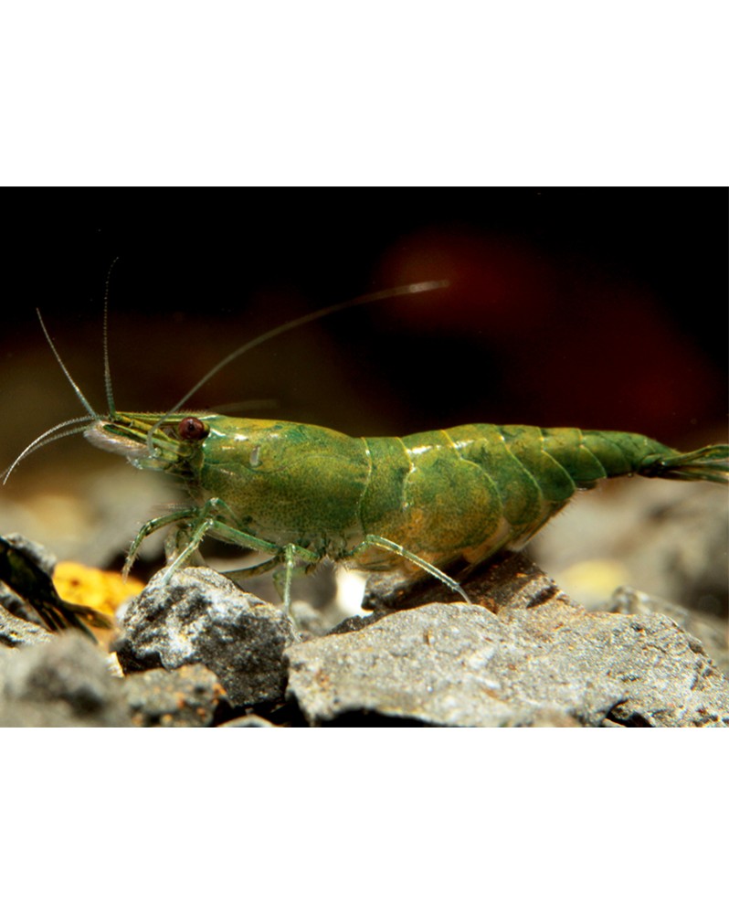 Neocaridina davidi - Green Jade (Elev. 