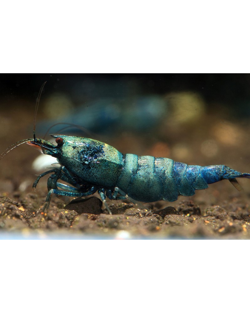 Caridina logemanni - Blue Bolt Deep (Elev. 