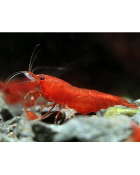 Neocaridina davidi - Bloody Mary (Elev. 