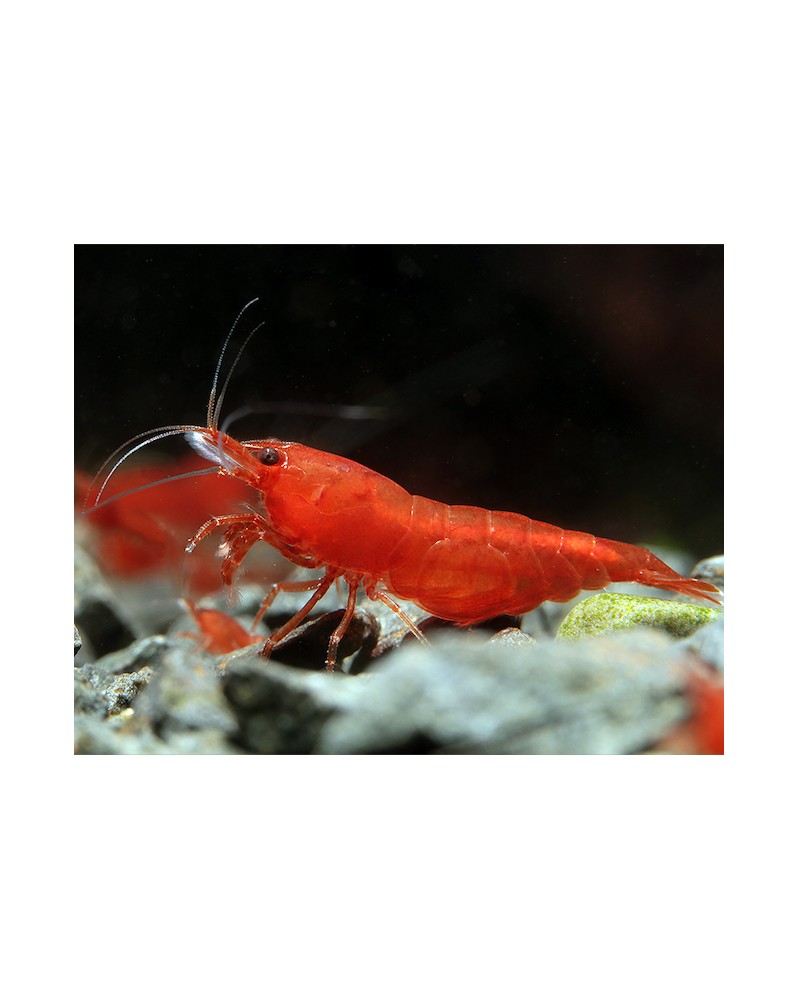 Neocaridina davidi - Bloody Mary (Elev. 