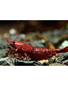 Neocaridina davidi - Dark Bloody Mary (Elev. 