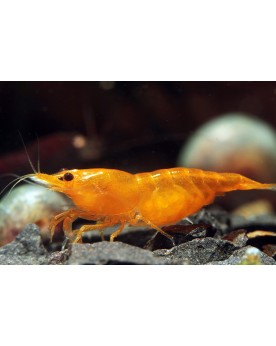 Neocaridina davidi - Orange Sakura (Elev. 
