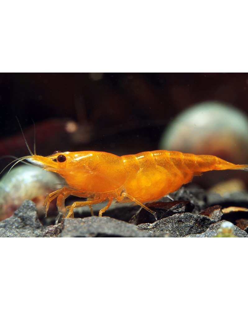 Neocaridina davidi - Orange Sakura (Elev. 