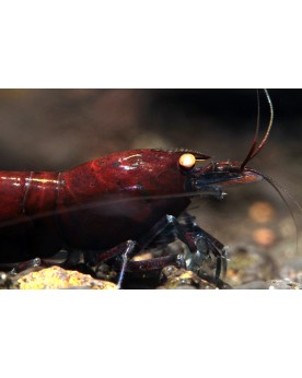 Caridina Mariae - Tiger Deep Blue (Rusty) Shrimp (Elev. 