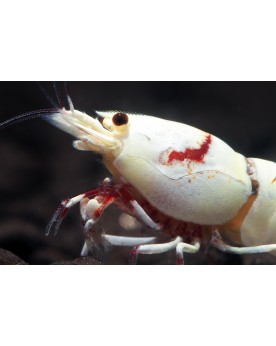 Caridina logemanni - Crystal Crystal Red - Pure Red Line K14 -