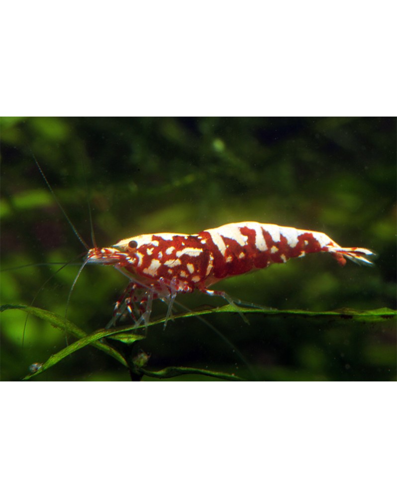 Caridina logemanni - Galaxy Red Red Souche Boa (Elev. 