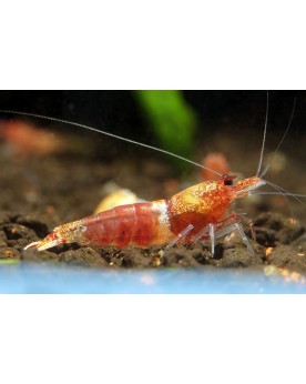 Caridina logemanni - Ocean Red Shrimp (Elev. 
