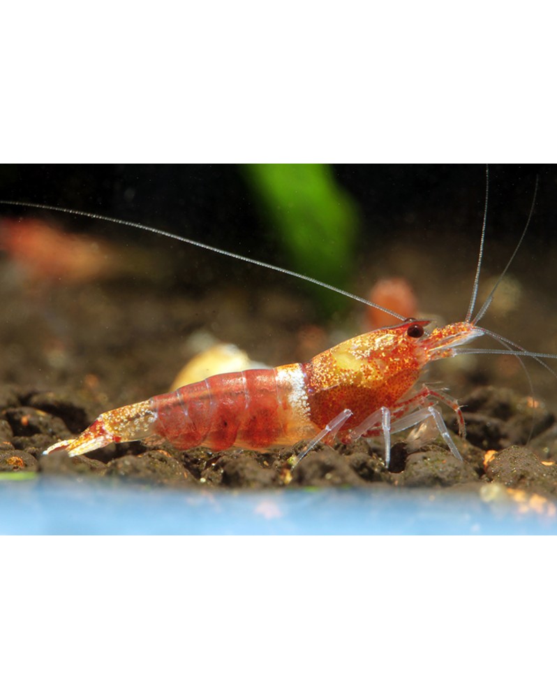 Caridina logemanni - Ocean Red Shrimp (Elev. 