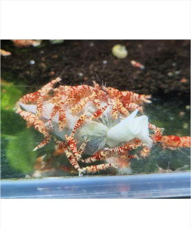 Gei-Lee - Microorganism Shrimp Food (Lubao Bags) - 6 Bags