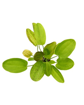 Echinodorus Dschungelstar N°9 - Harbich Mouchetée