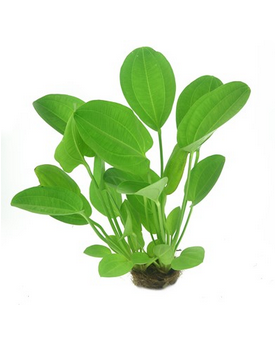 Echinodorus cordifolius Red