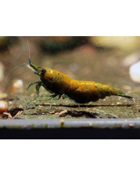 Neocaridina davidi - Green Jade Golden Hulk (Elev. 