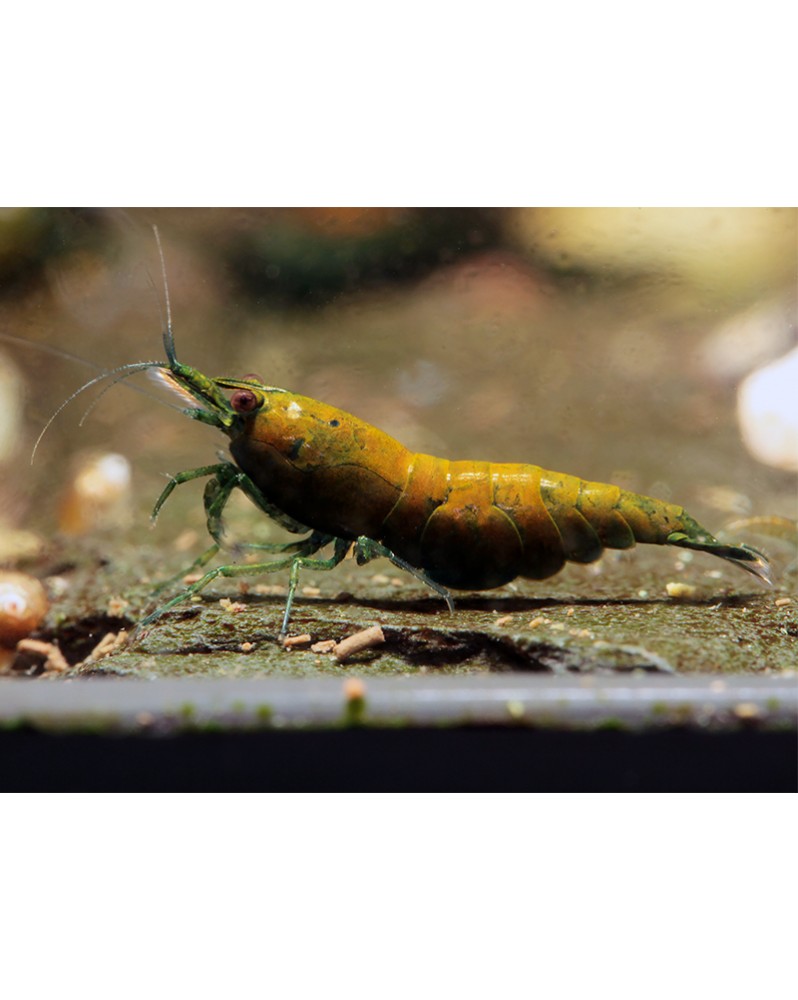 Neocaridina davidi - Green Jade Golden Hulk (Elev. 