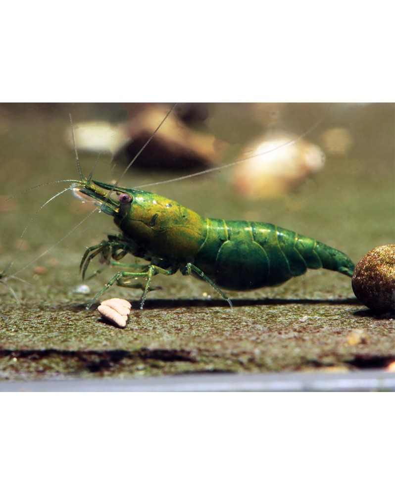 Neocaridina Green Jade - crevettes vertes en aquarium