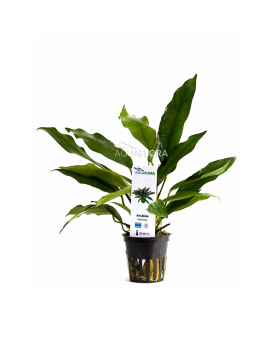 Anubias minima - En Pot