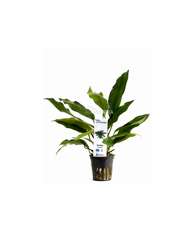 Anubias minima - En Pot