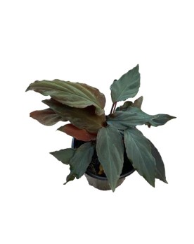 Homalomena humilis - en pot