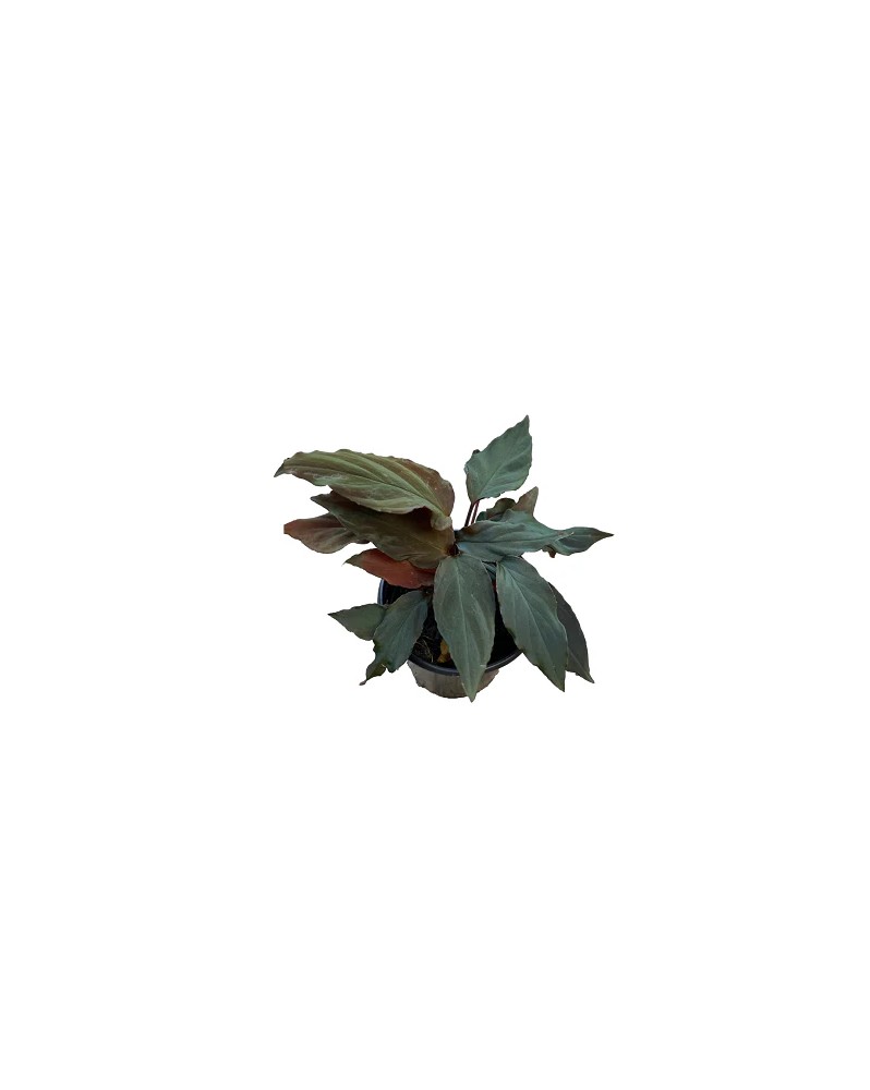 Homalomena humilis - en pot