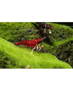 Caridina dennerli - Crevette de Sulawesi (expédition min.10)