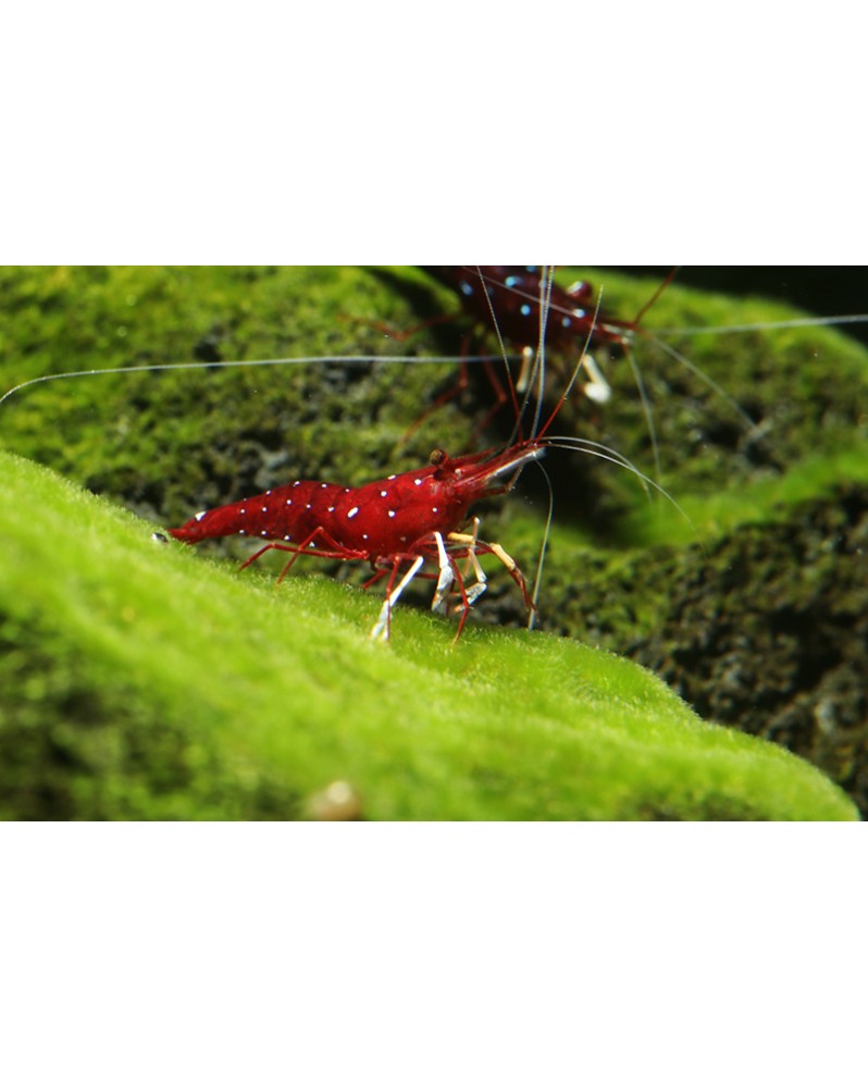Caridina dennerli - Crevette de Sulawesi (expédition min.10)