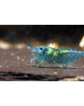 Blue Jelly - Lot de 20