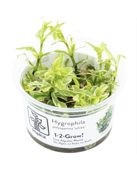 Hygrophila polysperma White, jeunes feuilles blanches