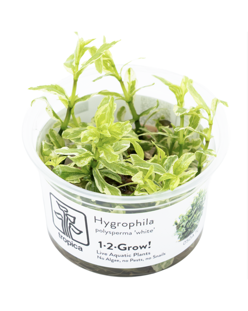 Hygrophila polysperma White, jeunes feuilles blanches