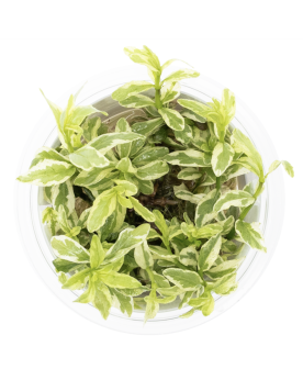 Hygrophila polysperma White, jeunes feuilles blanches