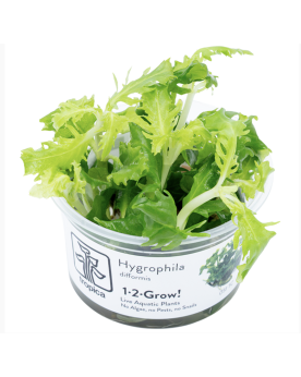 Hygrophila difformis In Vitro – feuillage buissonnant