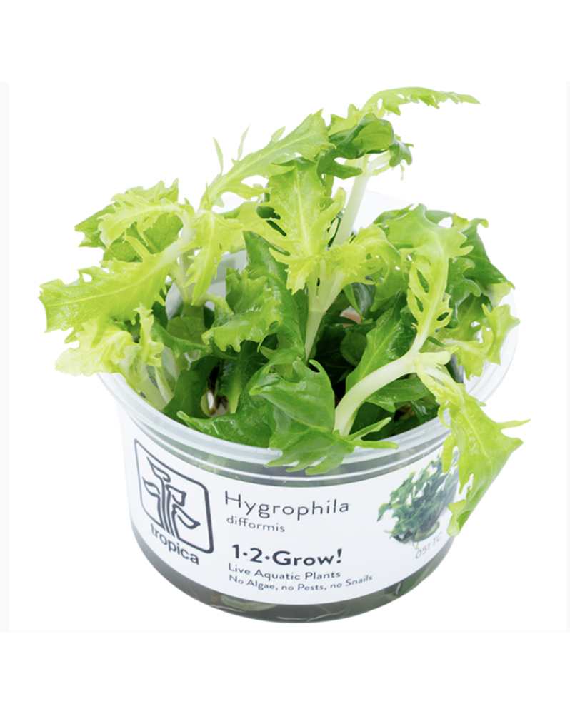 Hygrophila difformis In Vitro – feuillage buissonnant