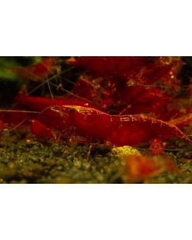 Red Cherry (souche Sakura) - lot 50+6, 1-1,5 cm