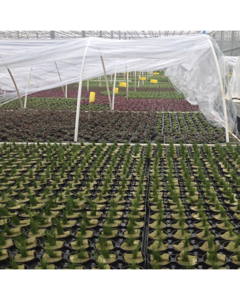 Commande plantes sur mesure - devis pour gros volumes