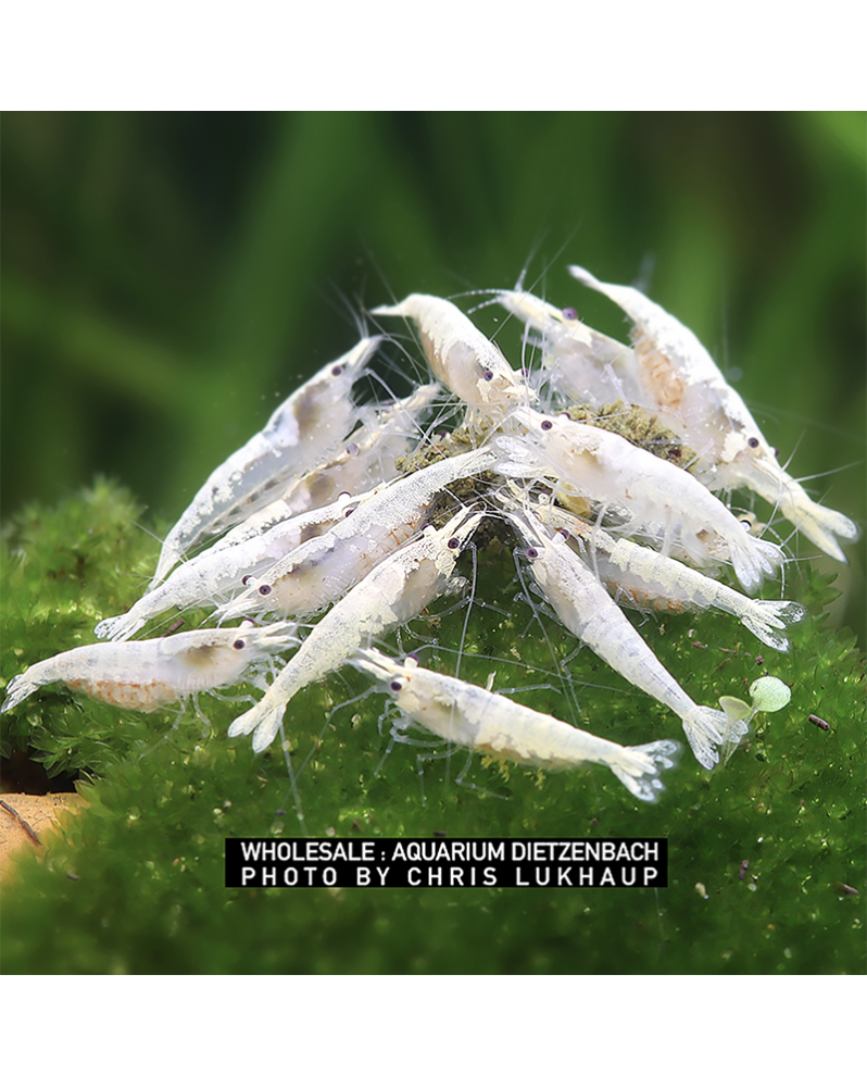 Neocaridina palmata - Snow Storm (Elev. 