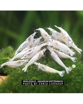 Neocaridina palmata - Snow Storm (Elev. 