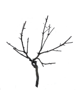 Riverest Shadow Wood racines 20 a 40 cm