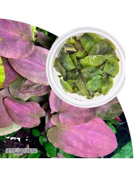 Lagenandra Bleeding Heart in vitro, feuillage violet-cuivre