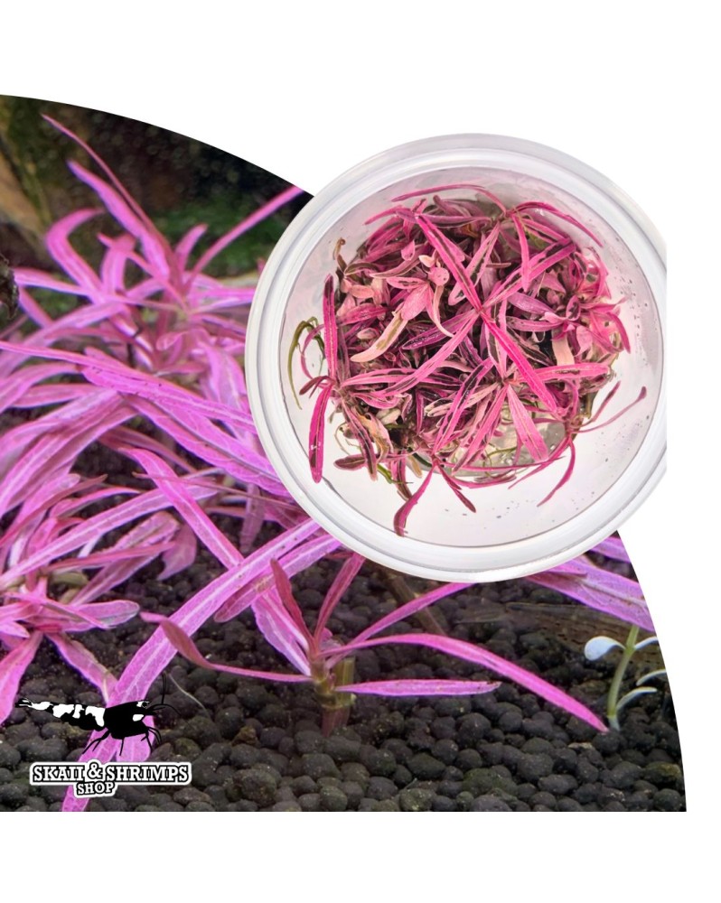 Hygrophila lancea Chai in vitro - pot sterile, plante coloree