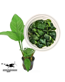 Anubias heterophylla in vitro plante aquarium rhizome