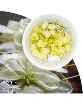 Anubias nana White in vitro - plante rare au feuillage clair
