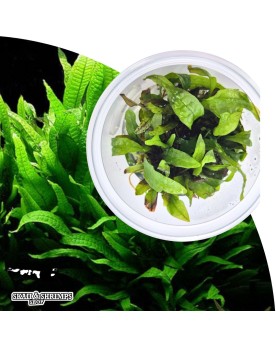 Microsorum pteropus in vitro - plante en pot sterile