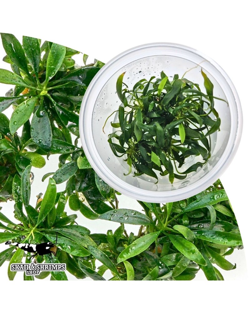 Anubias glabra Small Leaf en pot sterile
